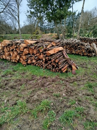 Bois chauffage châtaignier - bois, de