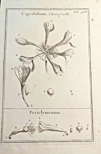 Gravure botanique pitton - -,