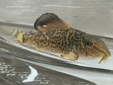 6 Emerald Green Corydoras Catfish Tank-Raised (1/2" or larger) FREE SHIPPING