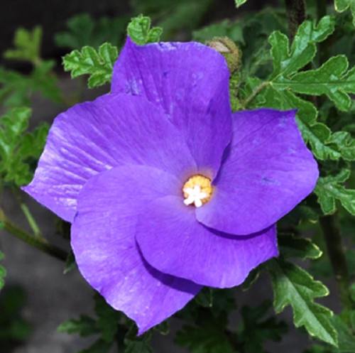 Graines hibiscus bleu - graines,