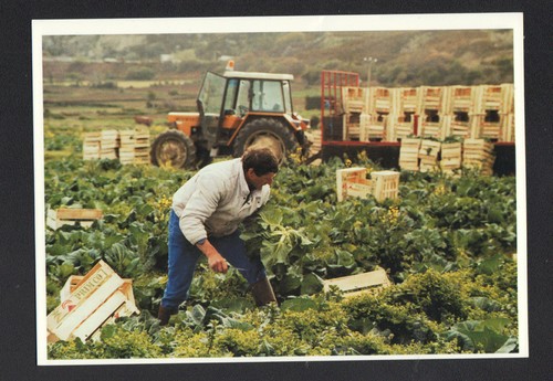 Tourlaville cultivateur - (50),