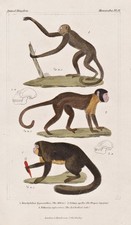 Muriqui Northern Muriqui