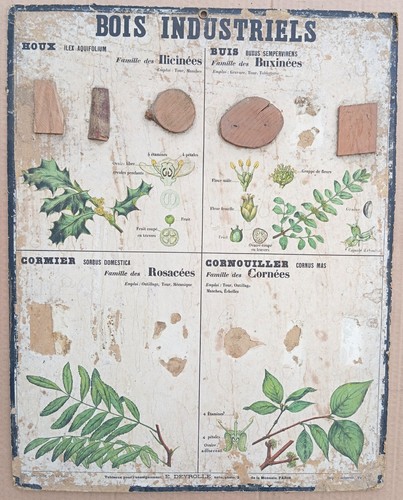 Rare very old deyrolle - very,