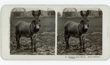 Allemagne, Zoo de Munich, Tierpark Hellabrunn, Âne nain, Stéréo vintage, ca.1900