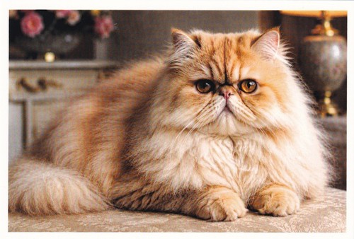 Carte postale chat persan - postale,