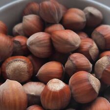 Noisetier Catalan 2L - Fertile