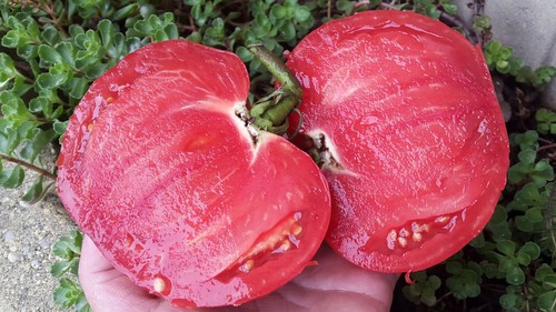 Graines tomate ancienne - graines, de