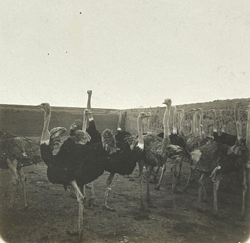 Egypte autruches c1900 photo - autruches,
