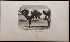 1860 - Vache de race vosgienne - Gravure ancienne & bovins - Vosges (France)