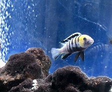 LIVE FISH Breeding Pair - Cynotilapia Afra Cobue  African Cichlid (Albino Gene)