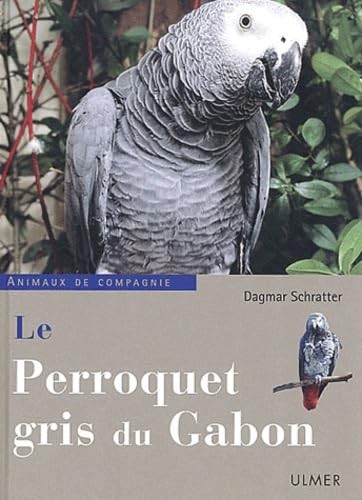 Perroquet gris gabon - gris, du