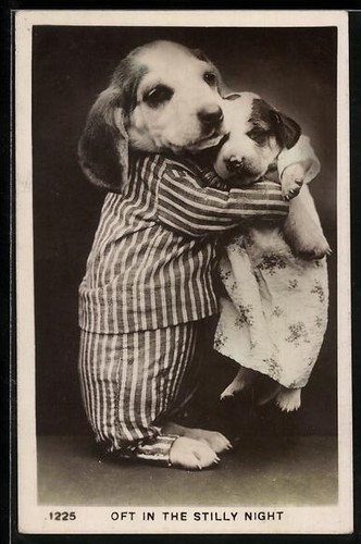 Carte postale deux - carte, chiots