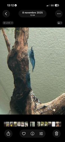 Crevette neocaridina blue