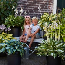 Hosta plantain - Plante