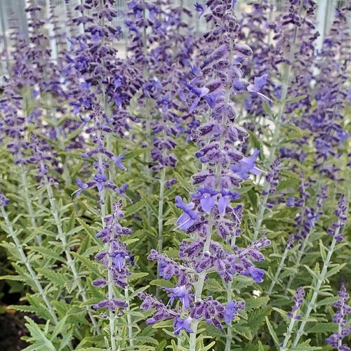 Live plant from proven - live,