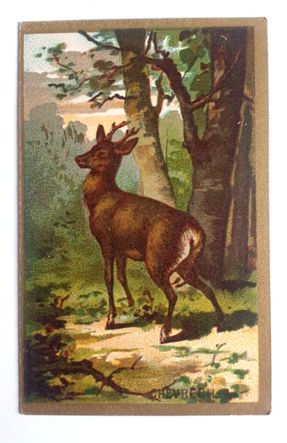 Chromos chevreuil 1898 1900 - chevreuil, 1898-1900