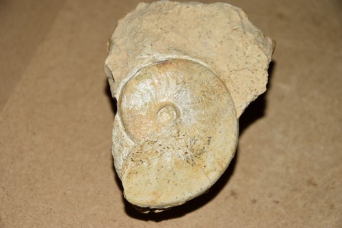 Ammonites sur bloc du - 1,