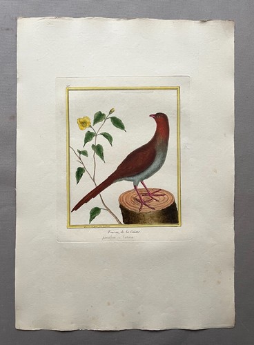Faisan guiane gravure - faisan, guiane,