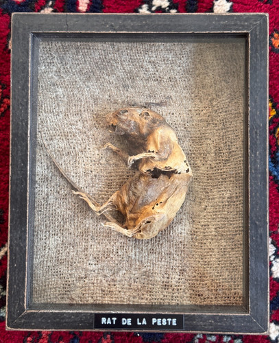 Taxidermie rat peste - taxidermie, la