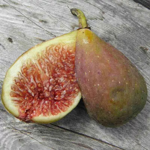 Ficus carica longue août - ficus, d'août'