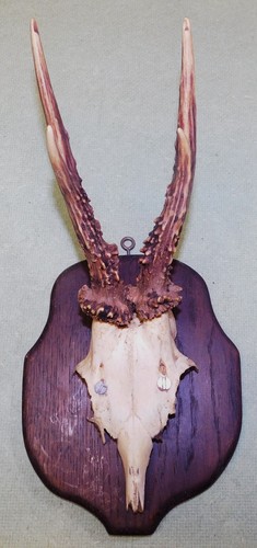 Ancien trophee chasse - de,