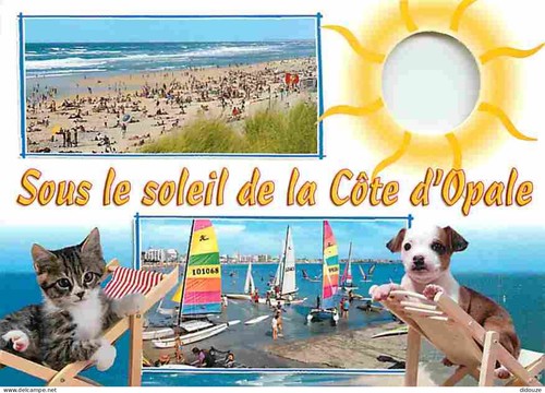 Carte postale animaux - carte,