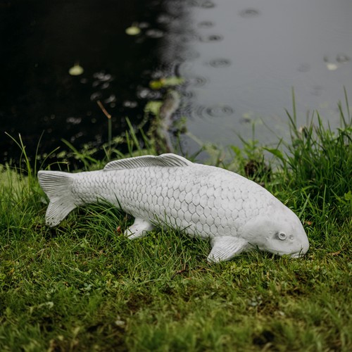 Koi poisson nishikigoi carpe - koi,