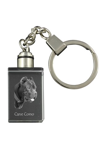 Cane corso italienischer - italienischer,
