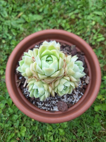Echeveria hughmillus cluster - echeveria,