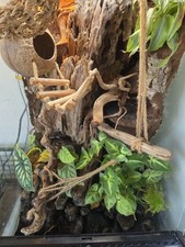 Terrarium reptile et Son