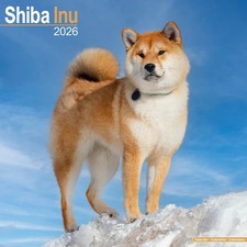 CALENDRIER  SHIBA INU 2026