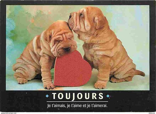 Carte postale animaux - -,
