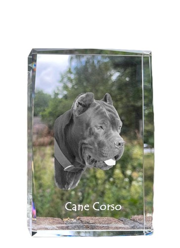 Cane corso chien - corso,,
