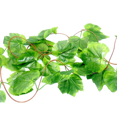 Grape leaf reptile vine - leaf,