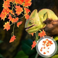  Accessoire Terrarium