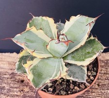 Agave Titanota "Black Blue