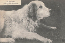 CP PYRENEES MOUNTAIN DOG -
