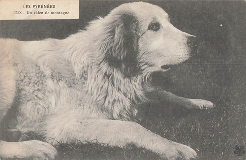 Pyrenees mountain dog - pyrenees,