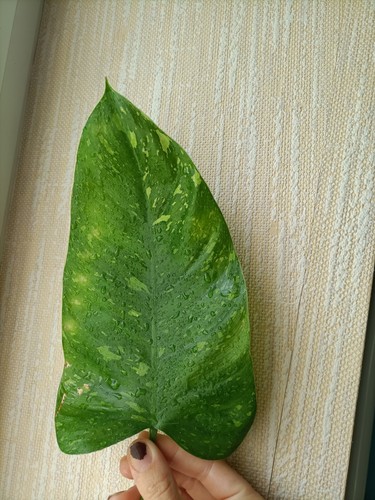 Philodendron jose buono 4 - jose, #4
