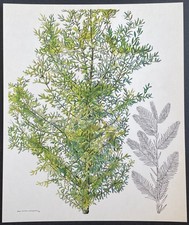 Botanique Cyprès chauve par Hans Schwazenbach Planche couleur de 1959