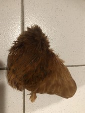 Plume Cou de coq Poule  ROUX