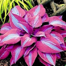100 Purple Hosta Plant Seeds Hosta plantaginea Garden Flowers Perennials