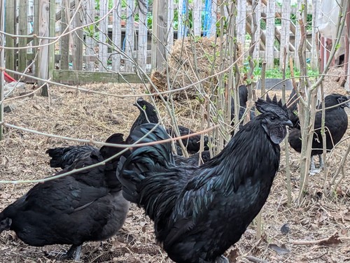 One dozen pure ayam - 12, cermani