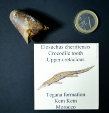 Dent crocodile Fossile