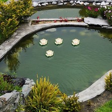  10 Pcs Plantes De Bassin