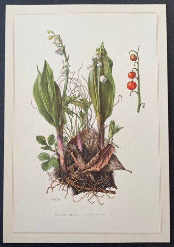 Botanique muguet mai - muguet, de