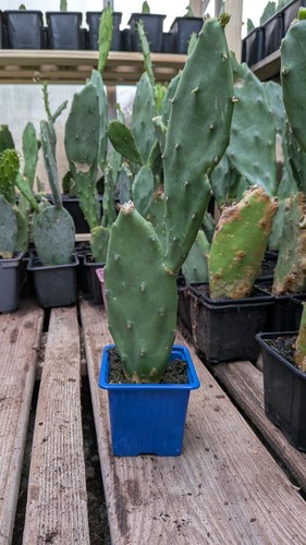 Plants figuier barbarie - plants,