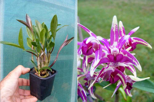 Dendrobium cobber - cobber, x