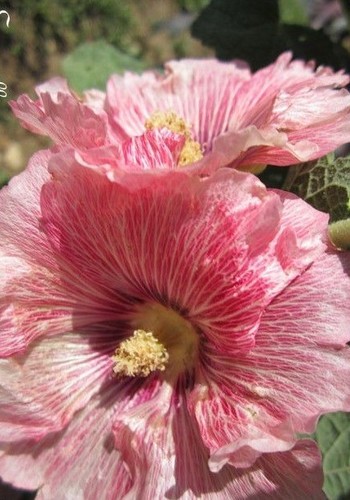 Rose tremiere - rose, 'rose