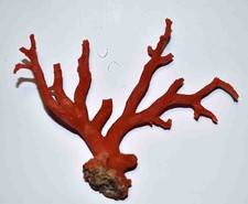 CORAIL ROUGE DE MEDITERRANEE - TRES BELLE BRANCHE DE CORAIL - 110/93mm